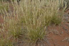 Aristida congesta congesta