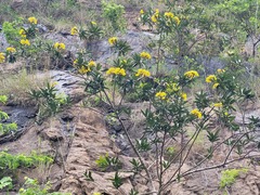 Acridocarpus natalitius