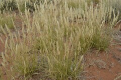 Aristida congesta congesta