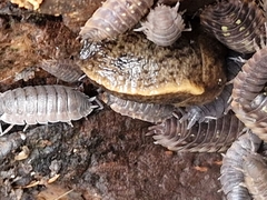 Tandonia budapestensis