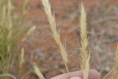 Aristida congesta congesta