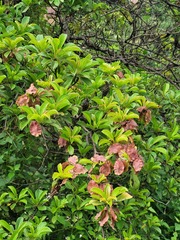 Terminalia phanerophlebia