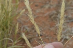 Aristida congesta congesta