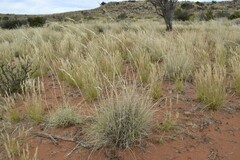 Stipagrostis ciliata capensis