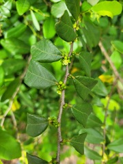 Bridelia cathartica