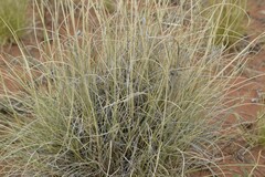 Stipagrostis ciliata capensis