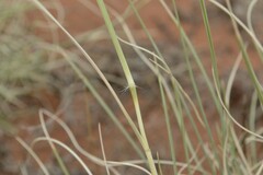 Stipagrostis ciliata capensis