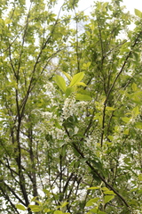 Prunus padus