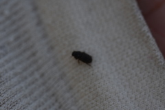 Aphodius