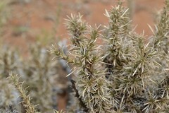 Aptosimum spinescens