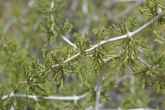 Asparagus retrofractus