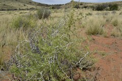 Asparagus retrofractus