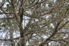 Microspingus cabanisi