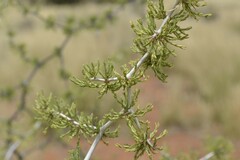 Asparagus retrofractus