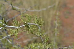 Asparagus retrofractus