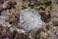 Stichodactyla tapetum