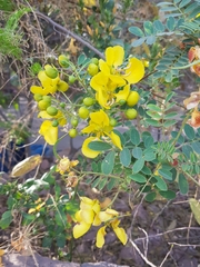 Senna auriculata