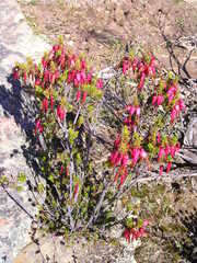 Erica plukenetii