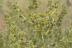 Asparagus burchellii