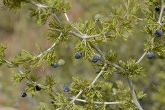 Asparagus burchellii