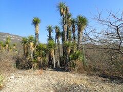 Yucca periculosa
