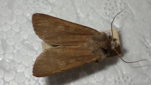 Noctuelle helvétienne (La)