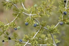 Asparagus burchellii