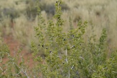Asparagus burchellii