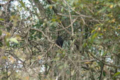 Knipolegus cyanirostris