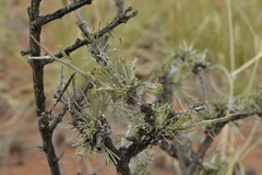 Calobota spinescens