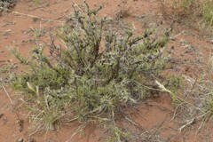 Calobota spinescens