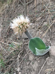 Haemanthus humilis hirsutus
