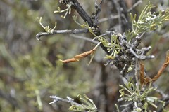 Calobota spinescens