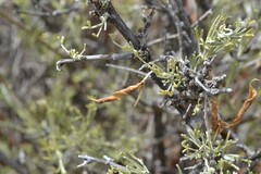 Calobota spinescens