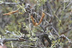 Calobota spinescens