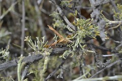 Calobota spinescens