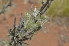 Calobota spinescens