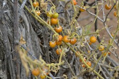 Solanum tomentosum