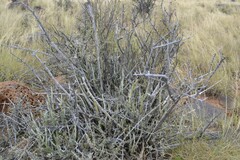Kleinia longiflora