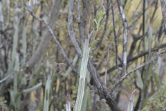 Kleinia longiflora