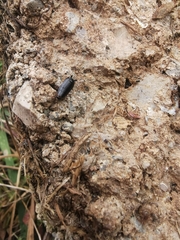 Loboptera canariensis