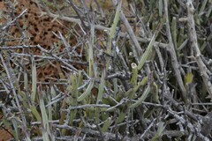 Kleinia longiflora