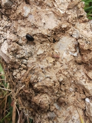 Loboptera canariensis