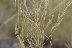 Aristida diffusa