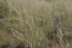 Aristida diffusa