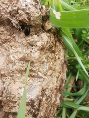 Loboptera canariensis