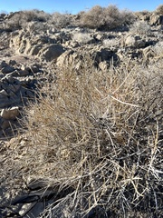 Ephedra nevadensis