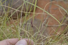 Aristida diffusa