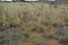 Aristida diffusa