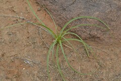 Cyperus usitatus